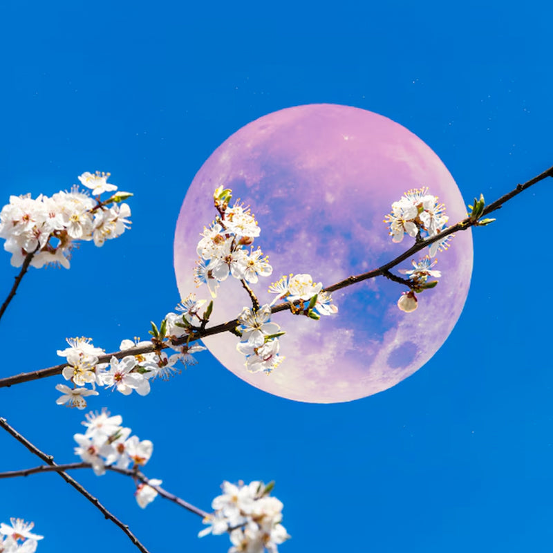 Budding Moon Hike - March 3