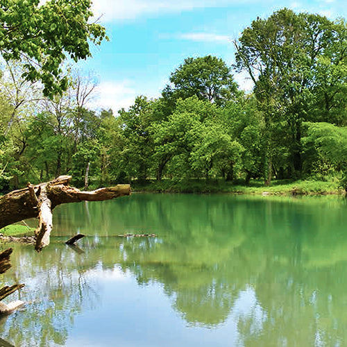 Logan Springs Preserve Invasive Species Removal - November 8